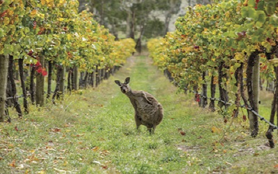 Känguru in Australien